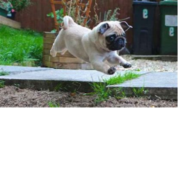 pug parkour obby