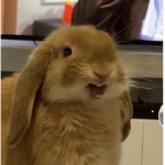 CUTE!!!!!!!!!