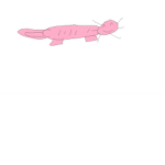 Axolotl co