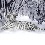 team snow tiger