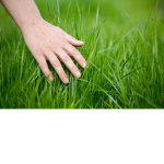 Home of the Grass Touchers