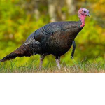 Exploding Turkey Official