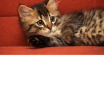 Kat cafe