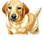 Mr Dog Fan Group