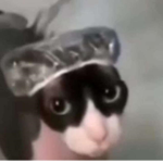 KiTTenBoMB _rx