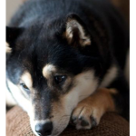 THE WIZARDING WORLD OF SHIBA