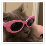 Clout cat