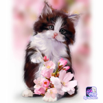 Meow's Kitty's