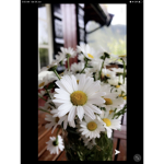 Outlandish flowers