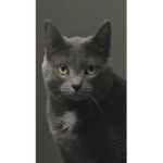 The Official Cat YT group