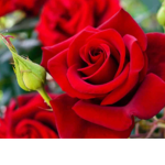 Stay rosy!