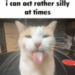 silly gangys