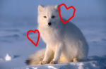 Snowy And Friends Official Club!
