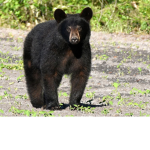 jasmin's bears
