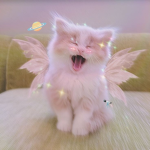 _Fairy Cats_