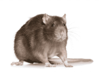 Rats and roaches army
