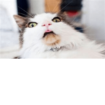 dun dun dun meow