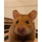 WolfiesFollowersAndFansGroup