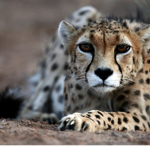 Cheetah Fan Club!
