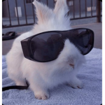 IT BUNNY NOT FUNNY