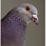 The Bird Men