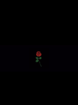 DarkRoseSociety