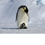 penguin herd