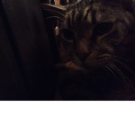 cat likes bobux