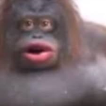 Monkey senses