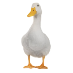 Ducks must live