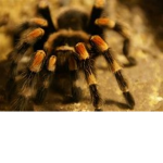 The Luigi tarantula group!!!