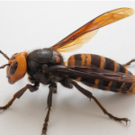 WASP EMPIRE