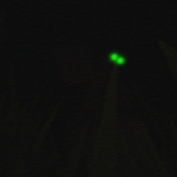 Bigfoot