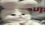 고양이 좋아하는 사람 노이는 그룹 (나는 안 키우지만 좋아함)