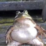 Froggle's Clothing