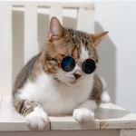 De Catz