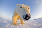 CottonBearz