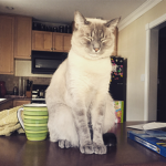 KittyKate’s Friends, Fashion, and more!