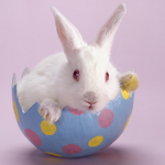 The Blue And Red Bunny Squad