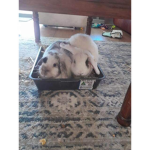 Bunny’s are SO Adorable