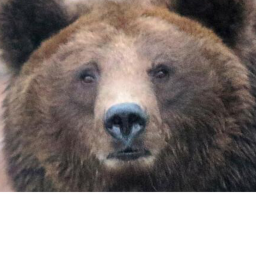 Bears gun fight