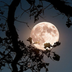 ~Moon Love~