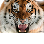 offical team tiger group