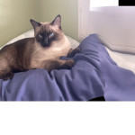 hazel cat meow