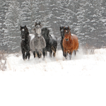 The Wild Horse Club
