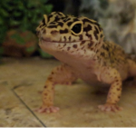 rooblecks