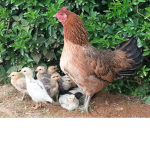 Sebastiangpmr's Chicken Squad/Group