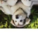 Puppy like what