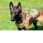 K-9 Family