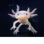 Axolotl Team